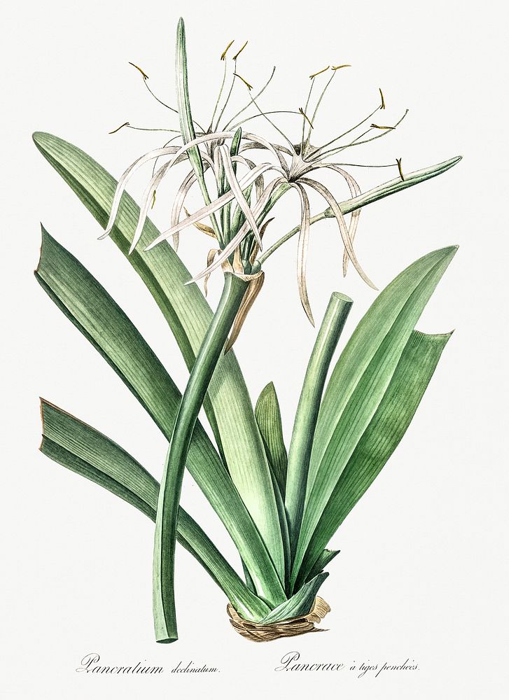 Caribbean spider-lily illustration from Les liliac&eacute;es (1805) by Pierre Joseph Redout&eacute; (1759-1840). Original…
