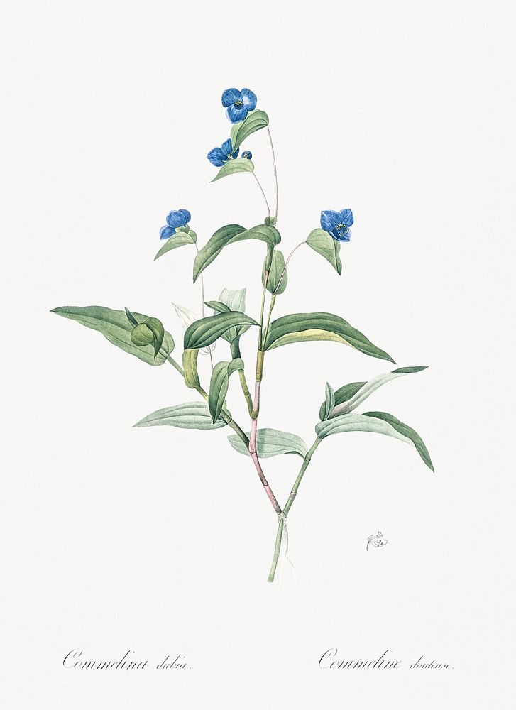 Blue spiderwort illustration from Les liliac&eacute;es (1805) by Pierre Joseph Redout&eacute; (1759-1840). Original from New…