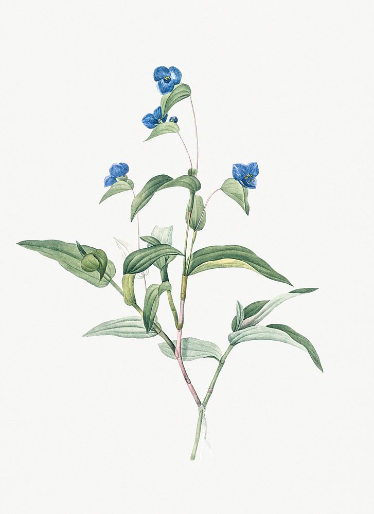 Vintage Illustration of Blue spiderwort