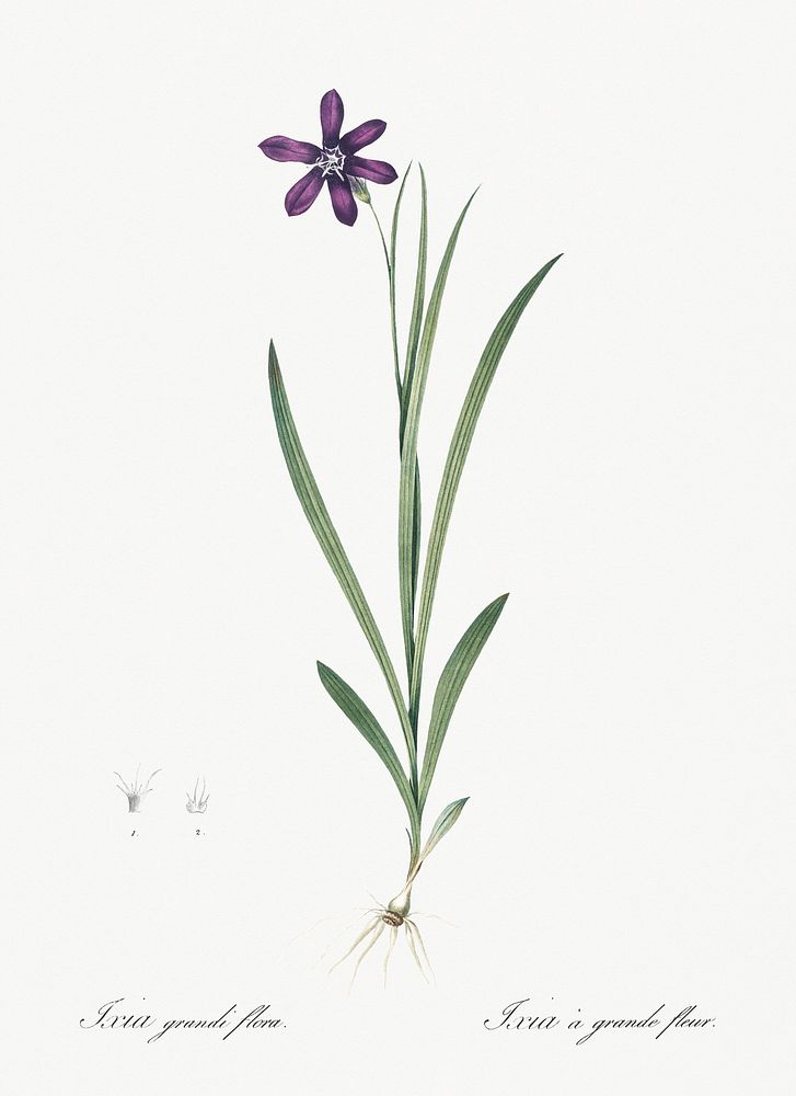 Ixia grandiflora illustration from Les liliac&eacute;es (1805) by Pierre Joseph Redout&eacute; (1759-1840). Original from…