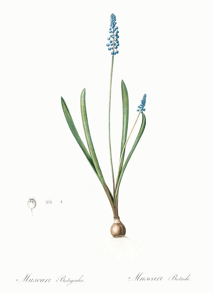 Grape hyacinth illustration from Les liliac&eacute;es (1805) by Pierre Joseph Redout&eacute; (1759-1840). Original from New…