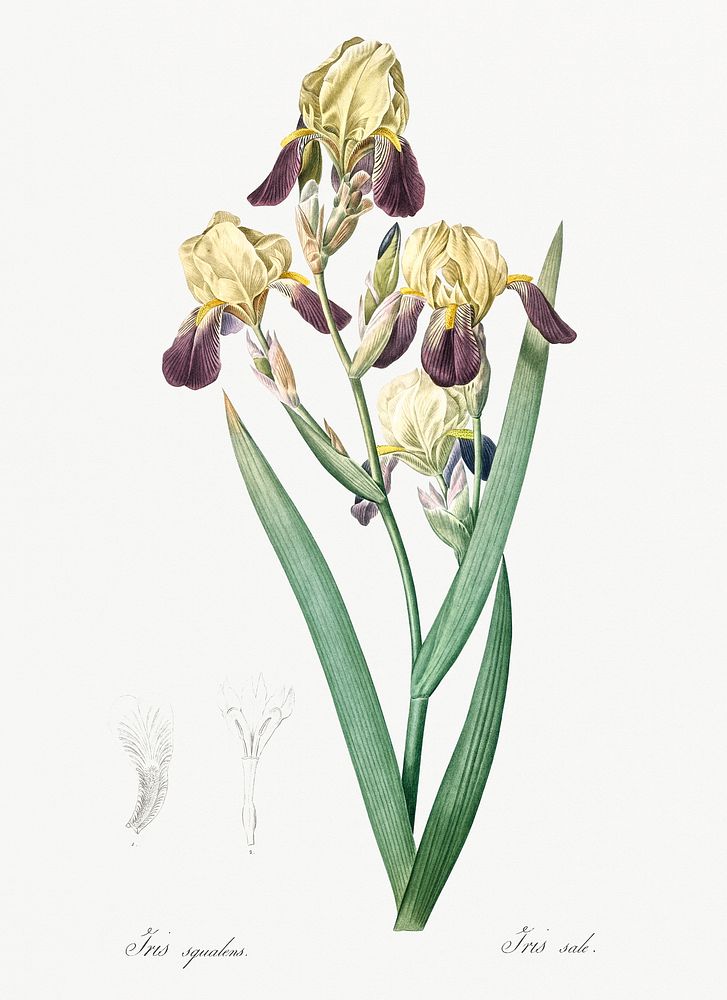 Elder scented iris illustration from Les liliac&eacute;es (1805) by Pierre-Joseph Redout&eacute;. Original from New York…