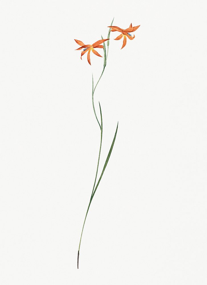 Vintage Illustration of Gladiolus watsonius