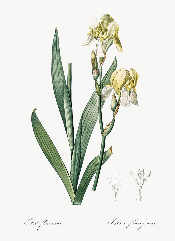 Lemonyellow iris illustration from Les liliac&eacute;es (1805) by Pierre Joseph Redout&eacute; (1759-1840). Original from…