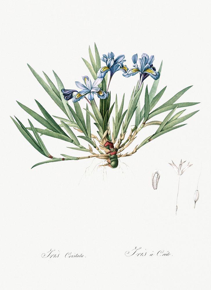 Dwarf crested iris illustration from Les liliac&eacute;es (1805) by Pierre Joseph Redout&eacute; (1759-1840). Original from…