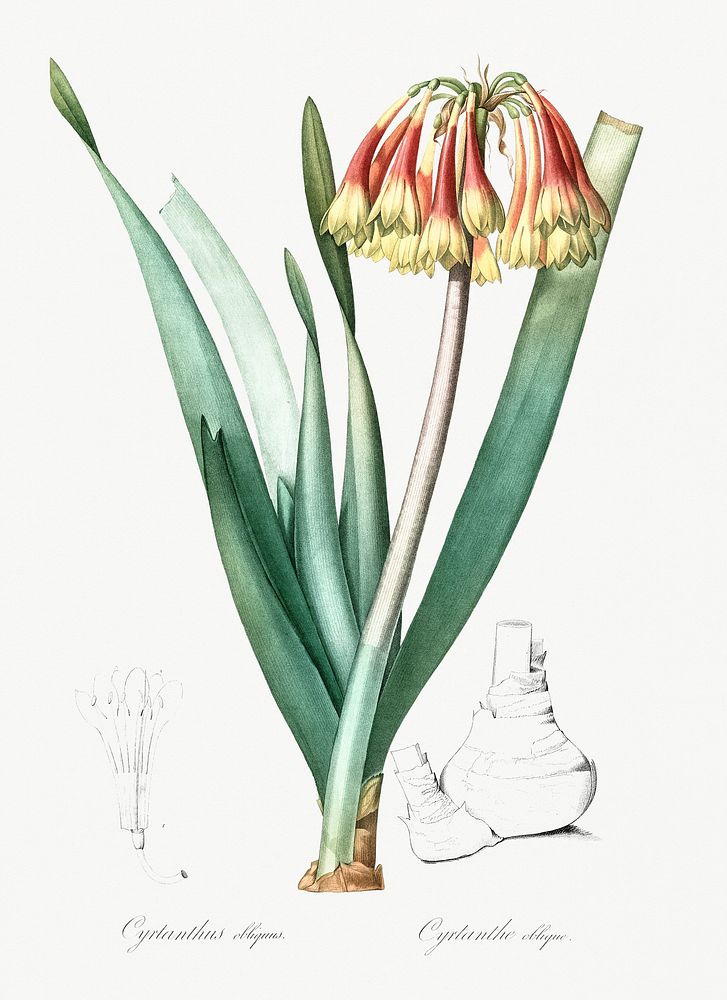 Knysna lily illustration from Les liliac&eacute;es (1805) by Pierre-Joseph Redout&eacute;. Original from New York Public…