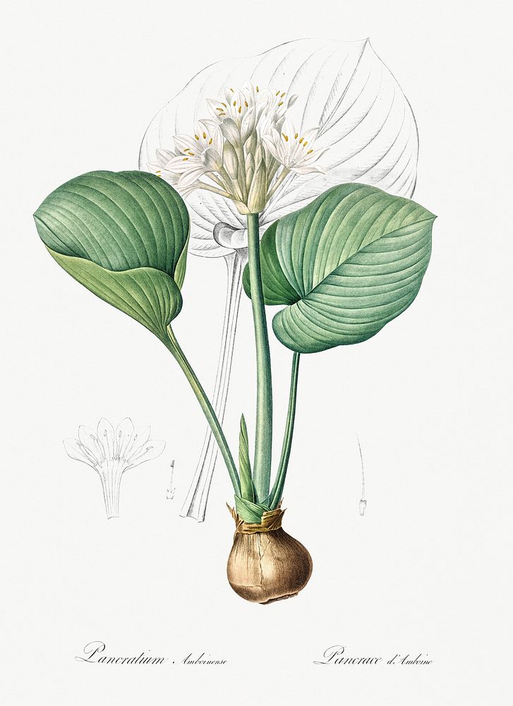 Cardwell lily illustration from Les liliac&eacute;es (1805) by Pierre-Joseph Redout&eacute;. Original from New York Public…