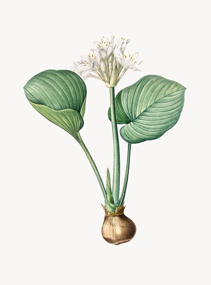 Vintage Illustration of Cardwell lily