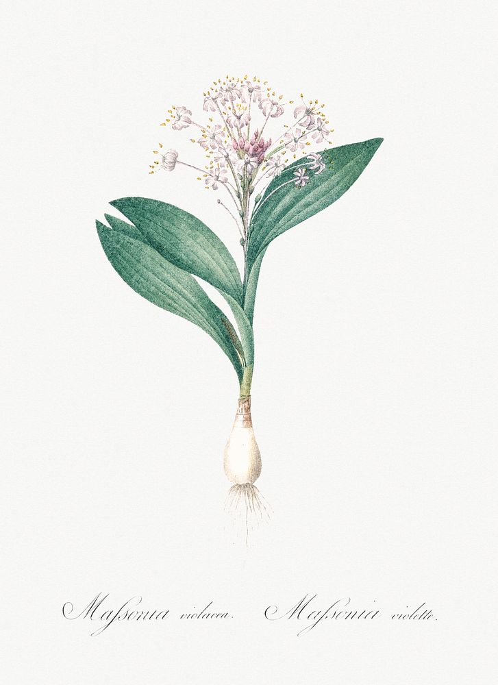 Pygmy hyacinth illustration from Les liliac&eacute;es (1805) by Pierre Joseph Redout&eacute; (1759-1840). Original from New…
