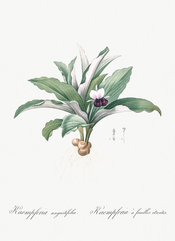 Kaempferia angustifolia illustration from Les liliac&eacute;es (1805) by Pierre Joseph Redout&eacute; (1759-1840). Original…