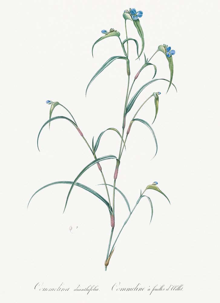 Birdbill dayflower illustration from Les liliac&eacute;es (1805) by Pierre Joseph Redout&eacute; (1759-1840). Original from…