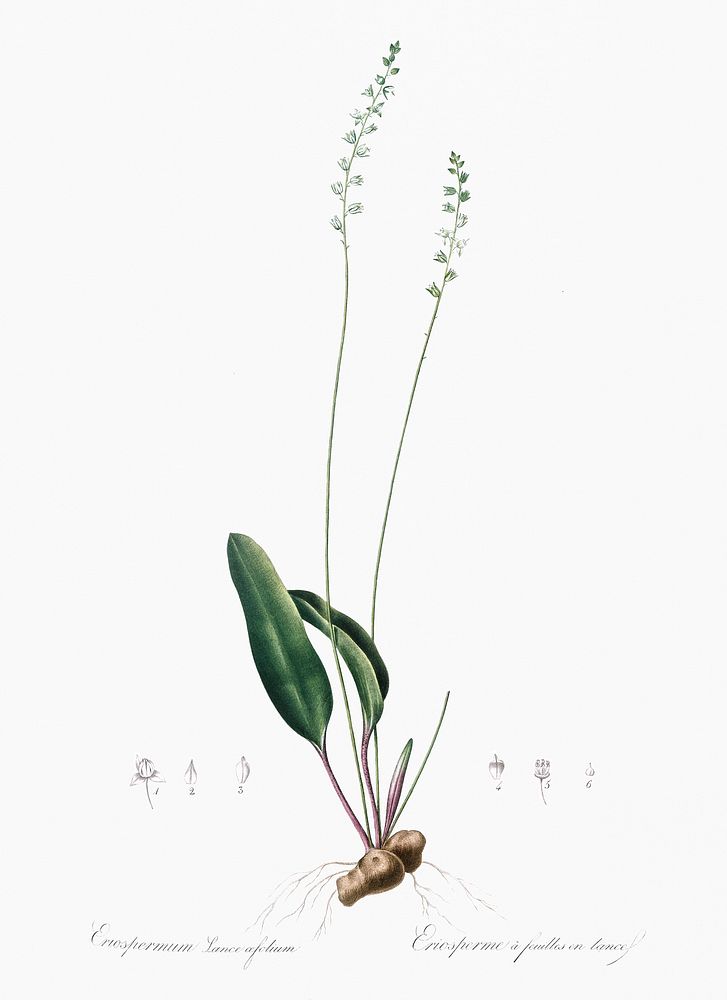 Eriospermum lanceaefolium illustration from Les liliac&eacute;es (1805) by Pierre Joseph Redout&eacute; (1759-1840).…