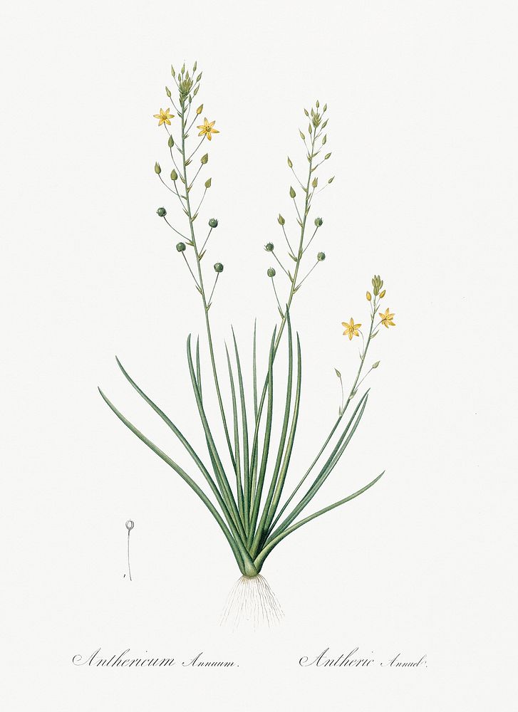 Bulbine lily illustration from Les liliac&eacute;es (1805) by Pierre Joseph Redout&eacute; (1759-1840). Original from New…