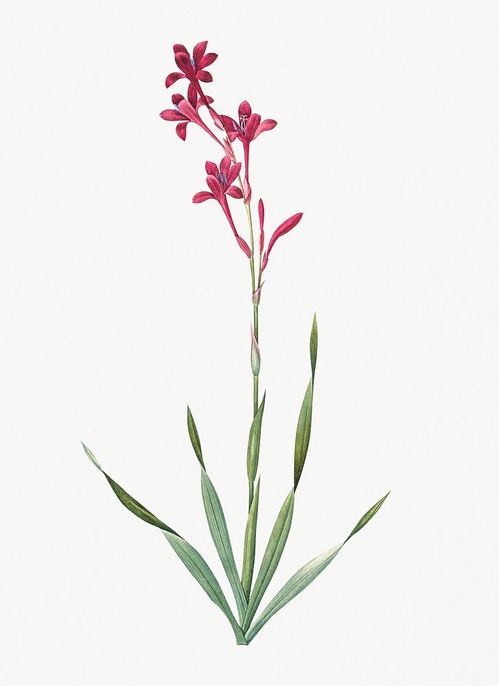 Vintage Illustration of Bugle lily