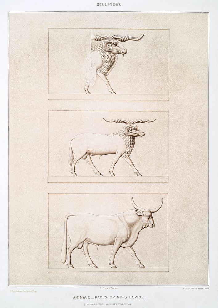 Animals - Sheep & cattle breeds from Histoire de l'art &eacute;gyptien (1878) by &Eacute;mile Prisse d'Avennes. Original…