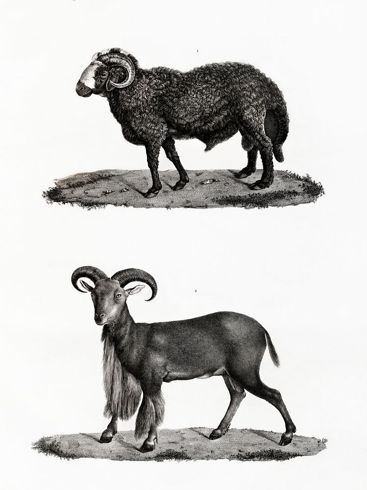 1. Fat-tailed sheep 2. Mouflon with cuffs illustrated by Edme Fran&ccedil;ois Jomard for Description de l'&Eacute;gypte…