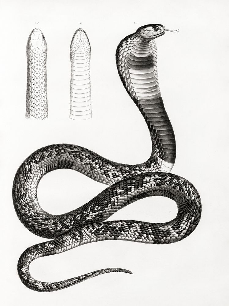 Asp Viper illustrated by Edme Fran&ccedil;ois Jomard for Description de l'&Eacute;gypte Histoire Naturelle (1809-1828).…