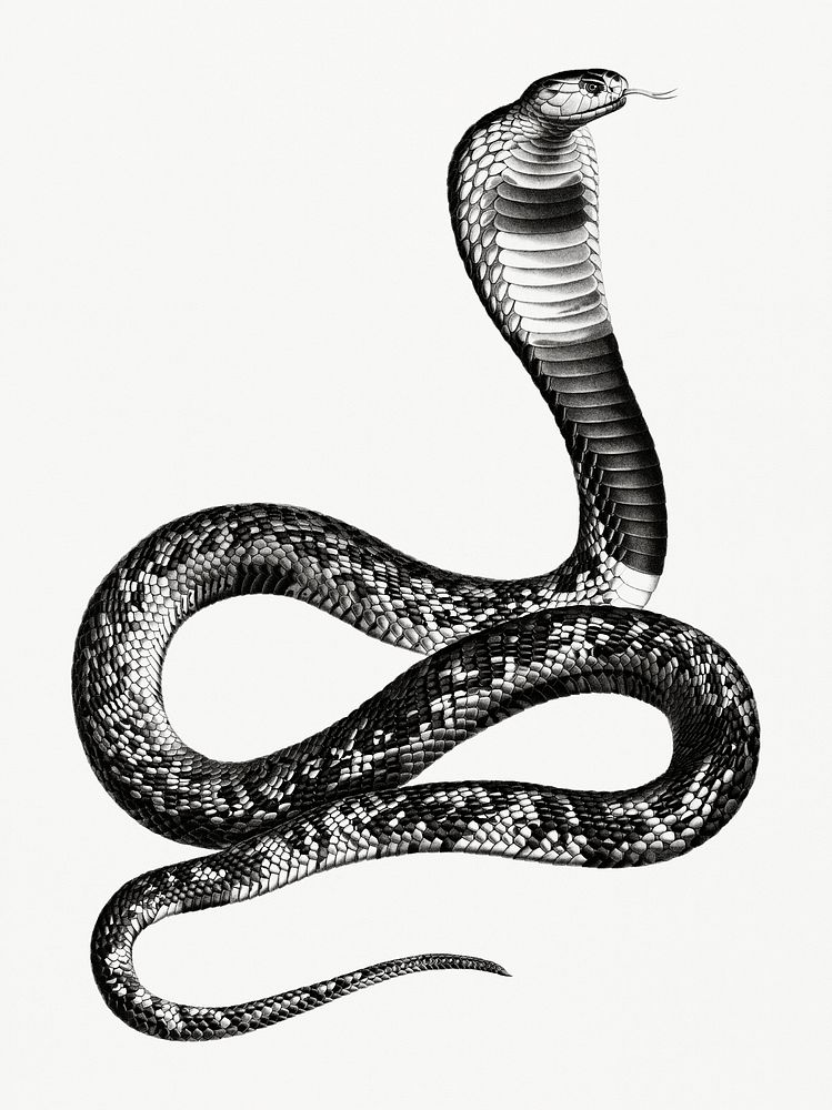 Vintage illustration of Asp Viper