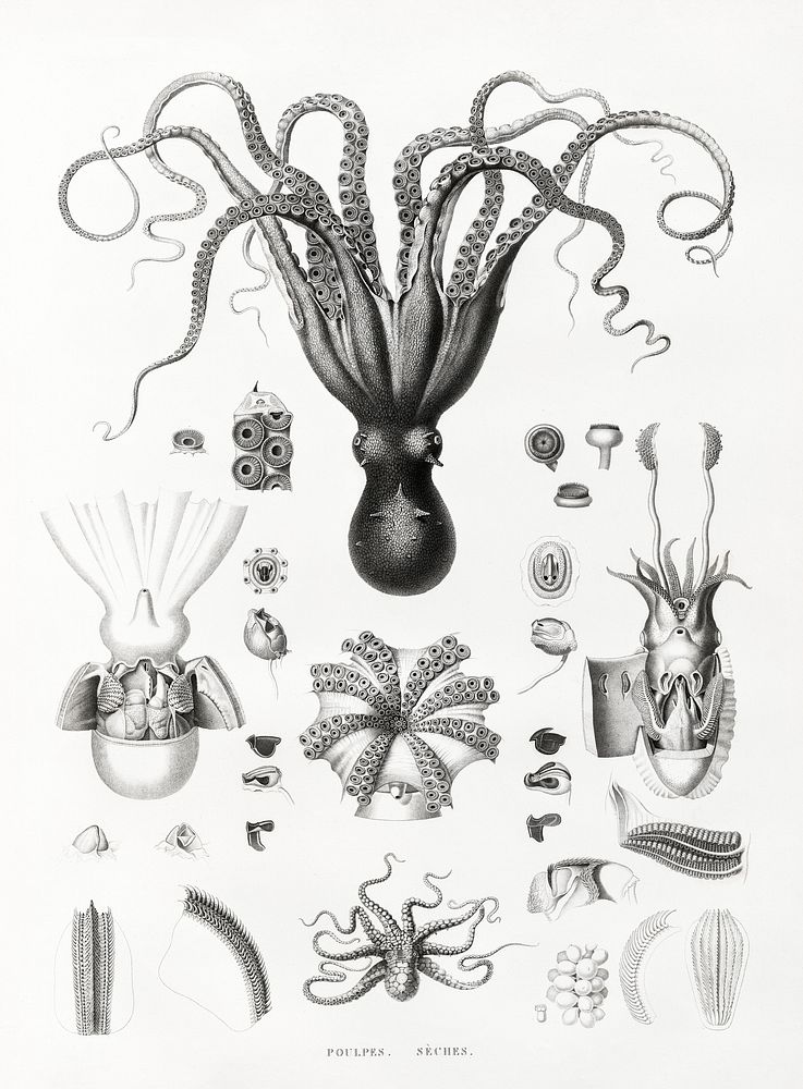 Octopuses illustrated by Edme Fran&ccedil;ois Jomard for Description de l'&Eacute;gypte Histoire Naturelle (1809-1828).…