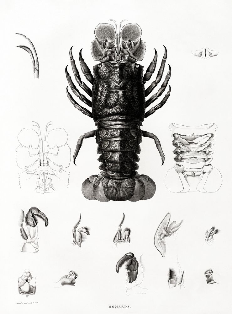 Lobster illustrated by Edme Fran&ccedil;ois Jomard for Description de l'&Eacute;gypte Histoire Naturelle (1809-1828).…