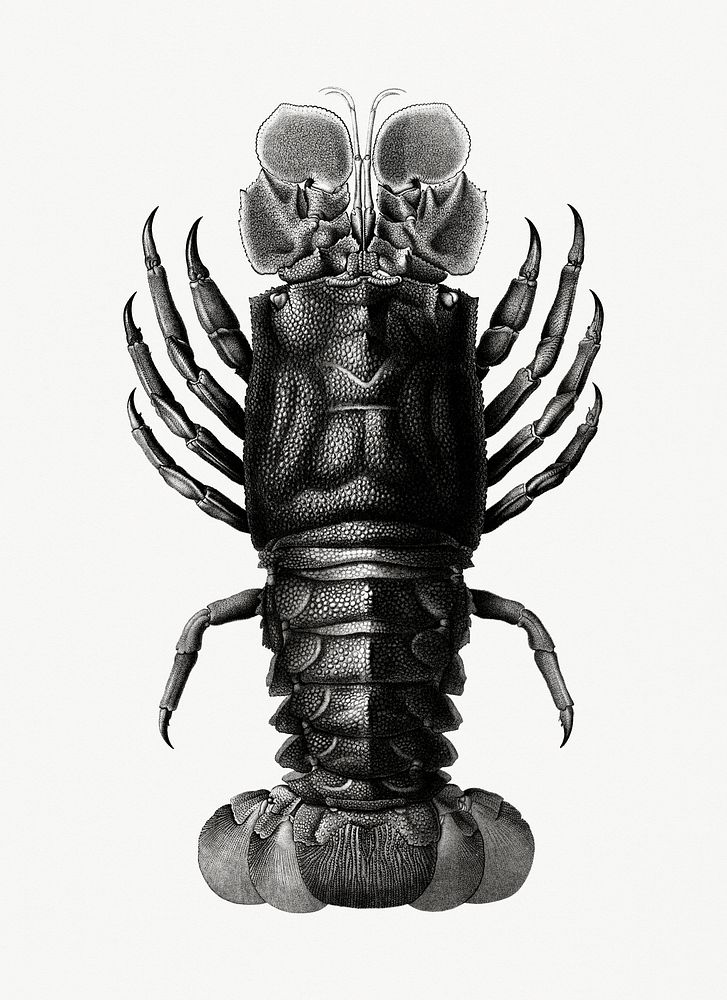 Vintage illustrations of Lobster