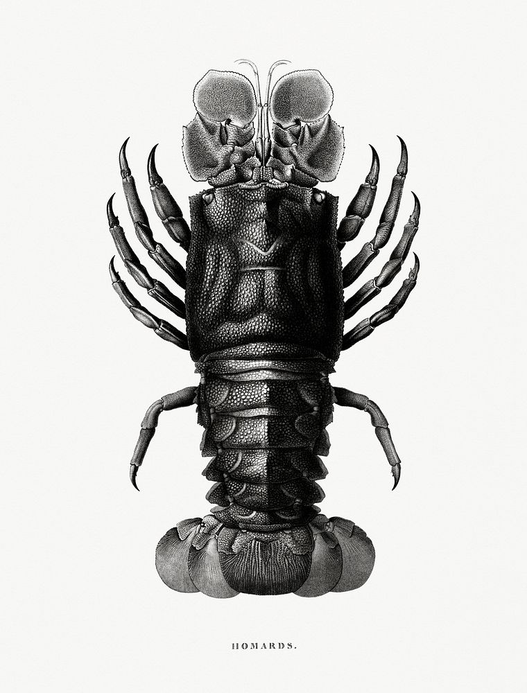Vintage illustration of Lobster