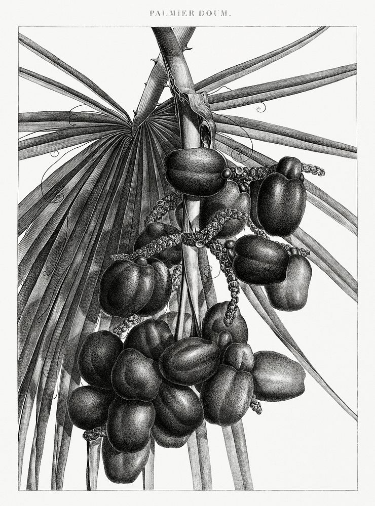 Vintage illustration of Doum palm