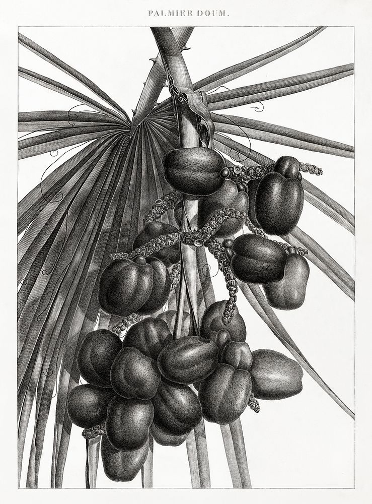 Doum palm illustrated by Edme Fran&ccedil;ois Jomard for Description de l'&Eacute;gypte Histoire Naturelle (1809-1828).…