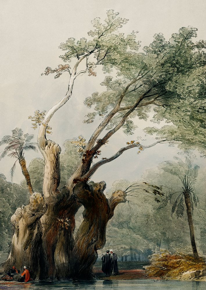 The holy tree of Metereah illustration by David Roberts (1796&ndash;1864). Original from The New York Public Library.…