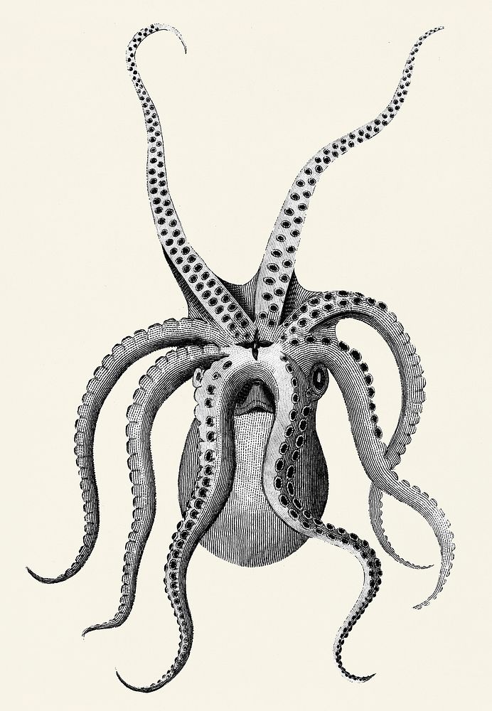 Vintage illustration of eight armed cuttle fish from Zoological lectures delivered at the Royal institution in the years…