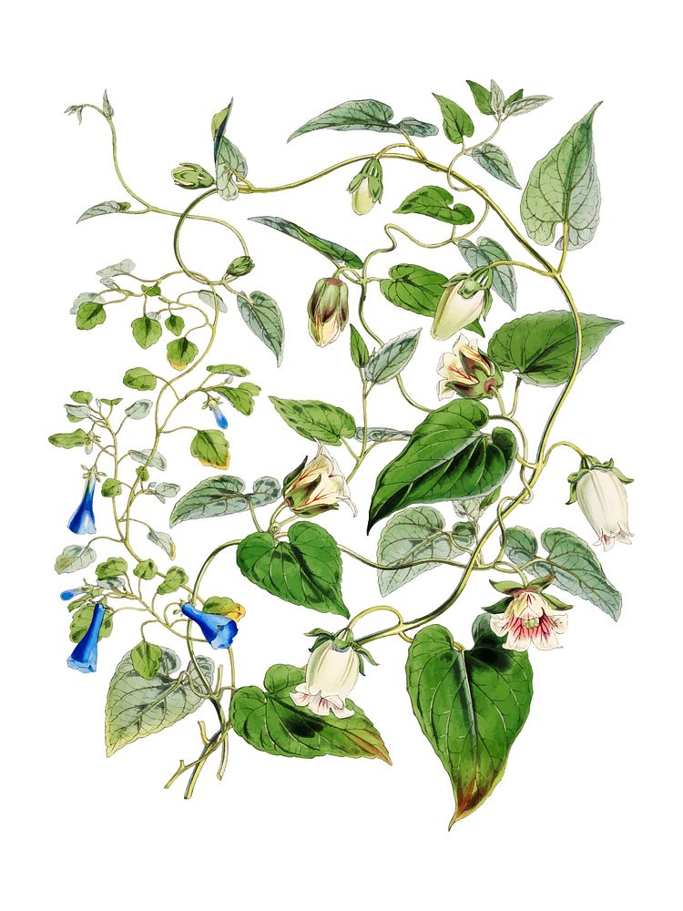 Indian tobacco (Lobelia inflata) from Illustrations of Himalayan plants (1855) by W. H. (Walter Hood) Fitch (1817-1892).…