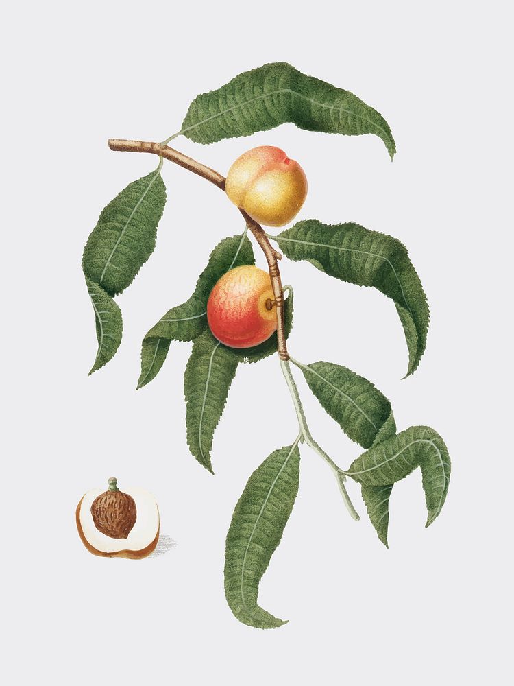 Peach from Pomona Italiana illustration