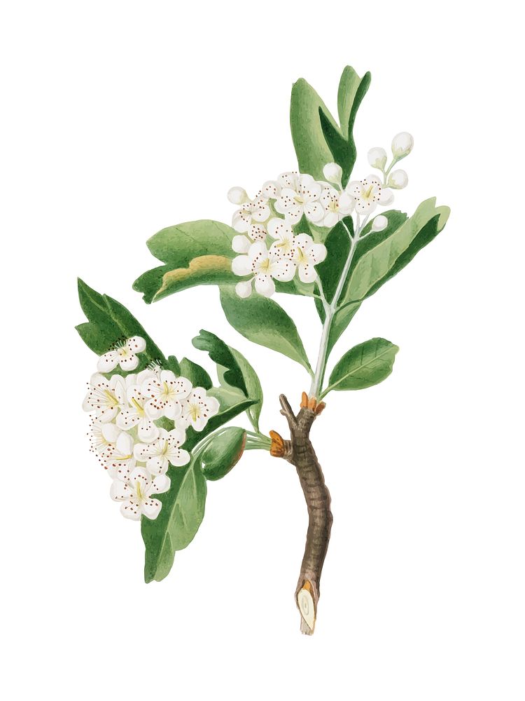 Hawthorn flower from Pomona Italiana illustration