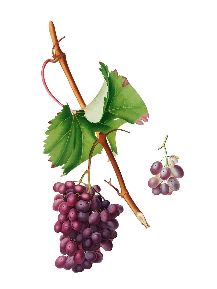 Grape Barbarossa from Pomona Italiana (1817 - 1839) by Giorgio Gallesio (1772-1839). Original from New York public library.…