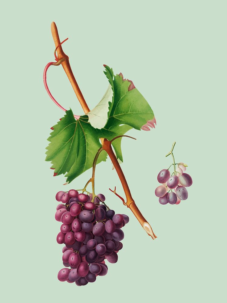 Grape Barbarossa from Pomona Italiana (1817 - 1839) by Giorgio Gallesio (1772-1839). Original from New York public library.…