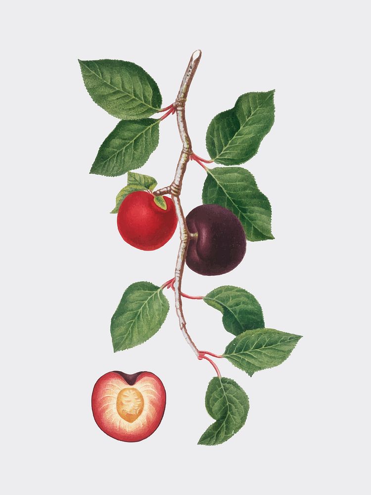 Apricot from Pomona Italiana (1817-1839) by Giorgio Gallesio (1772-1839). Original from New York public library. Digitally…
