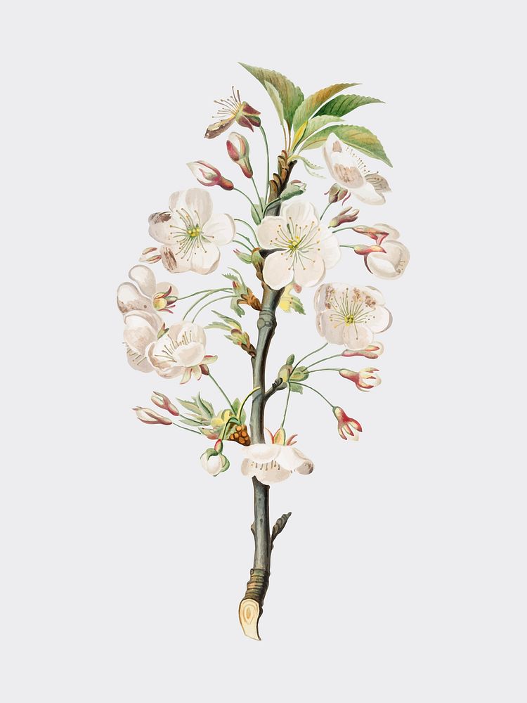 Pear tree flowers from Pomona Italiana illustration