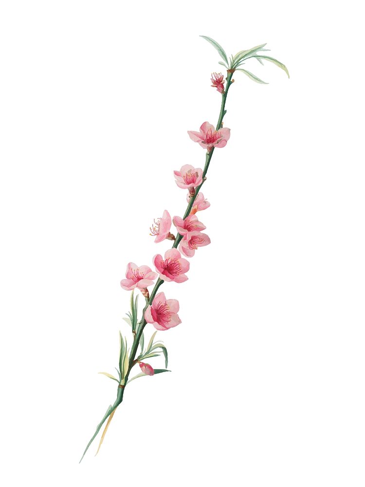 Peach blossoms from Pomona Italiana illustration