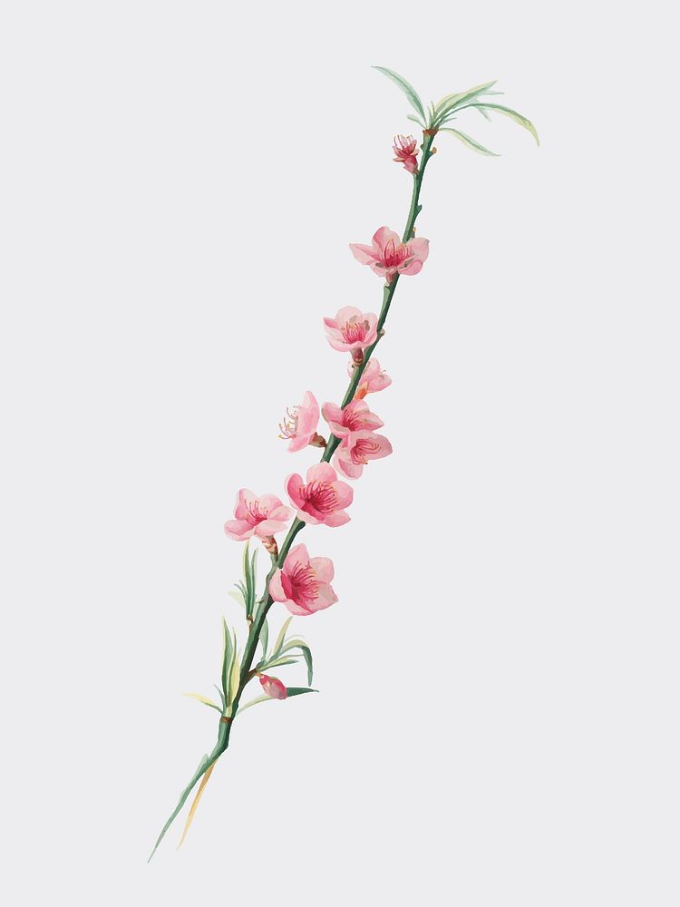 Peach blossoms from Pomona Italiana (1817 - 1839) by Giorgio Gallesio (1772-1839). Original from New York public library.…