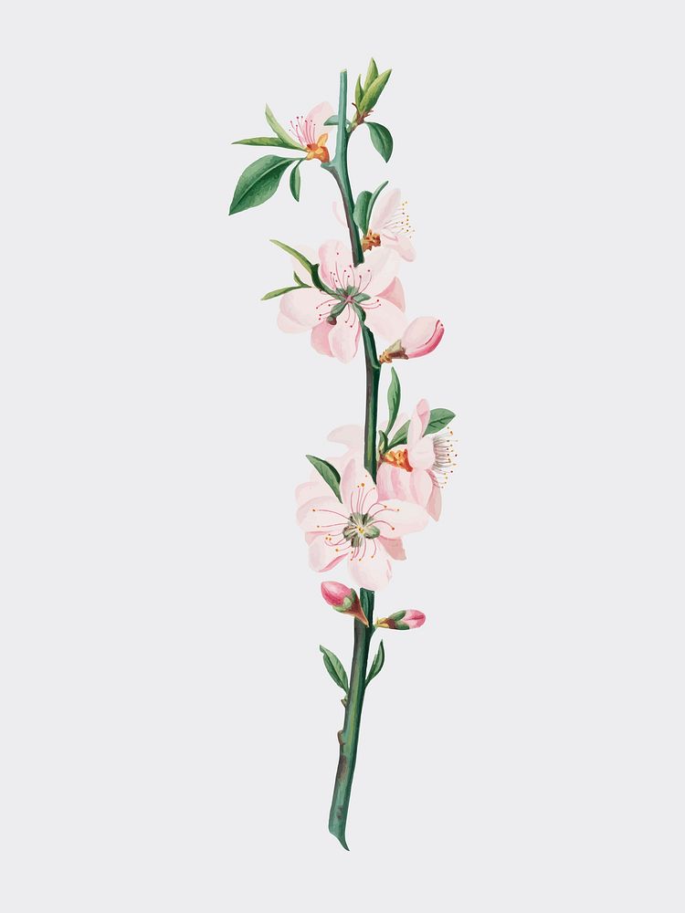 Peach Flower from Pomona Italiana (1817 - 1839) by Giorgio Gallesio (1772-1839). Original from New York public library.…