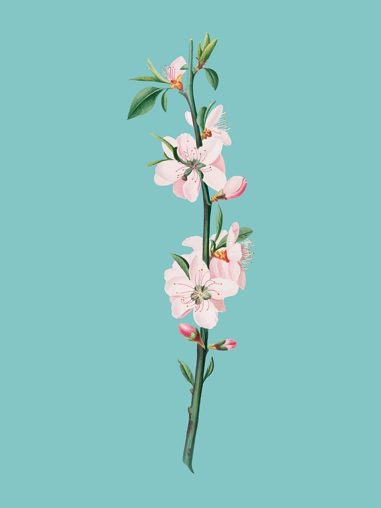 Peach Flower from Pomona Italiana illustration