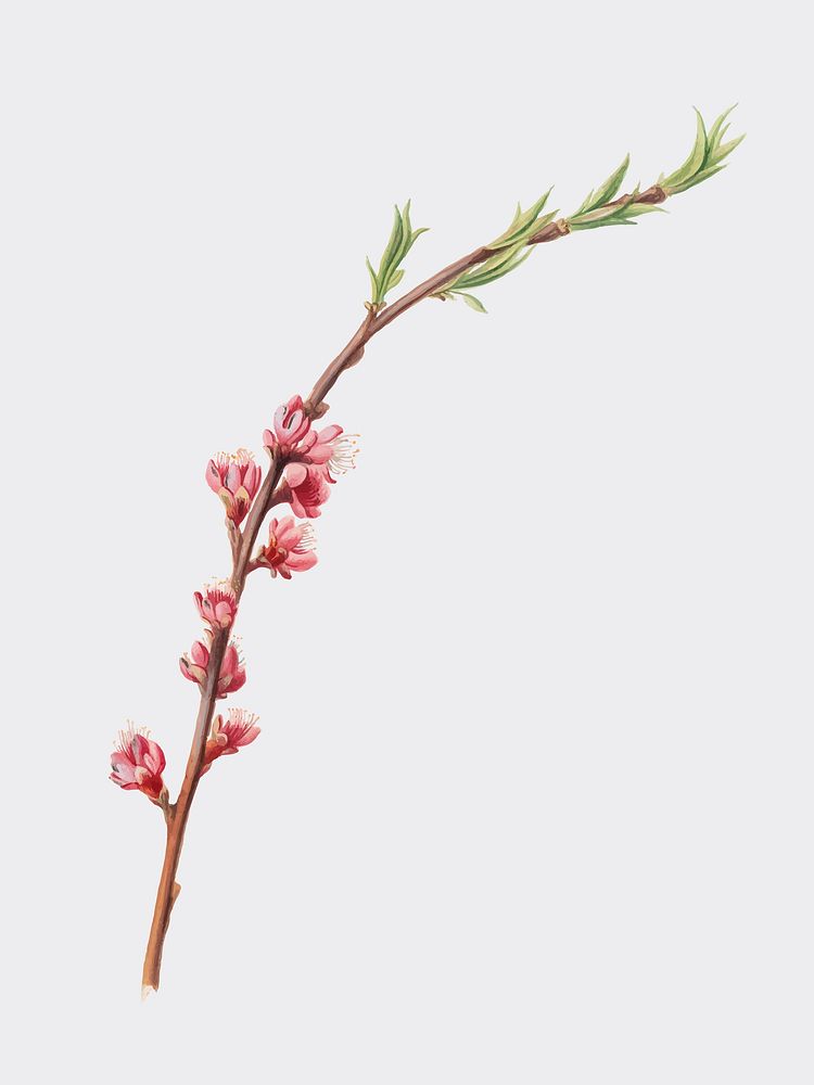 Peach blossom from Pomona Italiana (1817 - 1839) by Giorgio Gallesio (1772-1839). Original from New York public library.…
