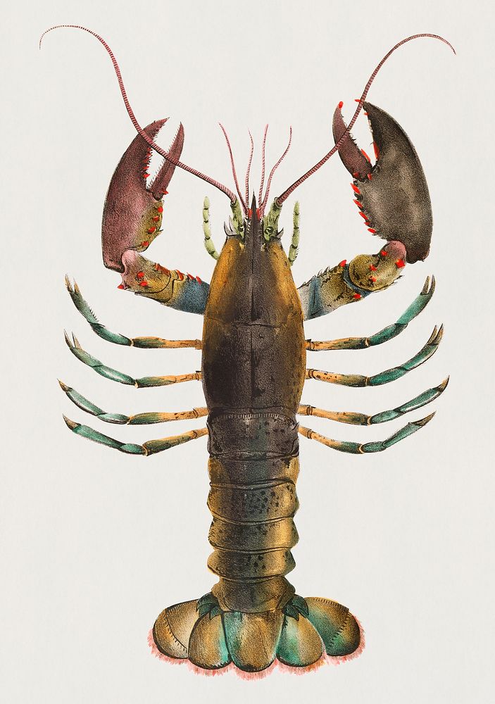 Vintage Illustration of American lobster (Homarus americanus)