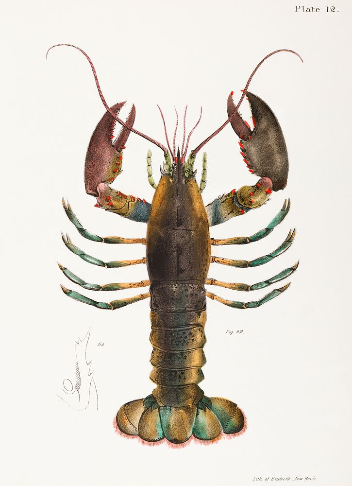 52. & 53. American lobster (Homarus americanus) illustration from Zoology of New york (1842 - 1844) by James Ellsworth De…