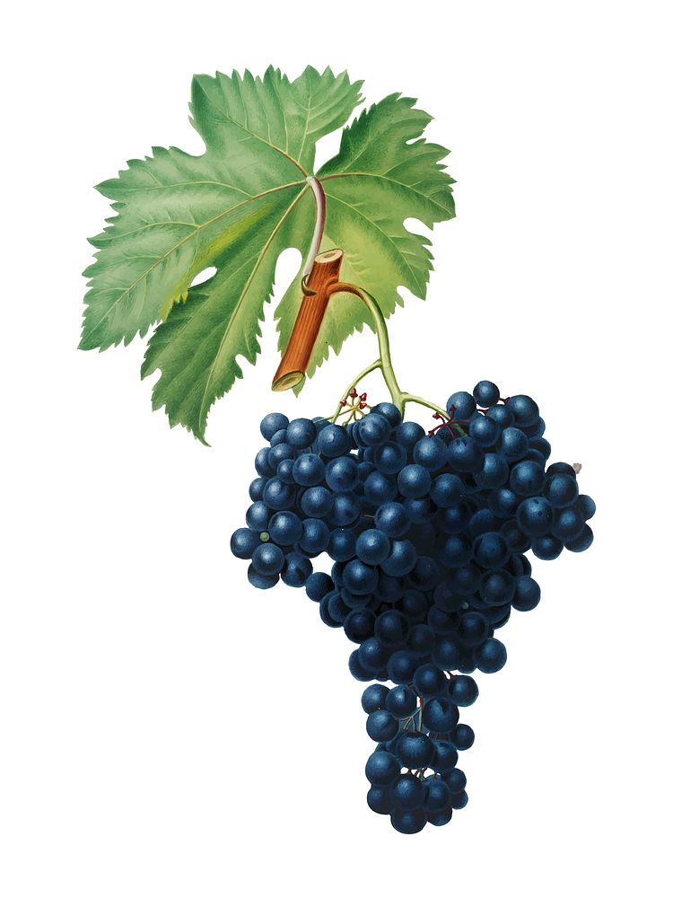 Fuella grapes from Pomona Italiana illustration