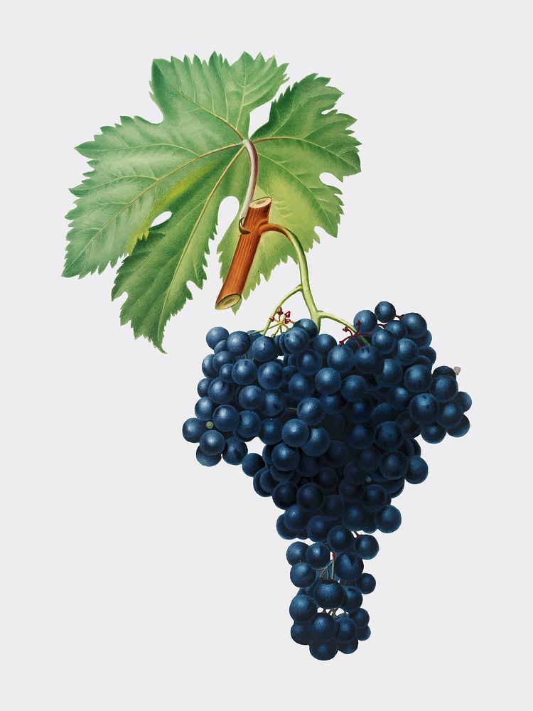 Fuella grapes from Pomona Italiana (1817 - 1839) by Giorgio Gallesio (1772-1839). Original from New York public library.…