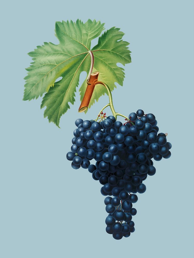 Fuella grapes from Pomona Italiana illustration