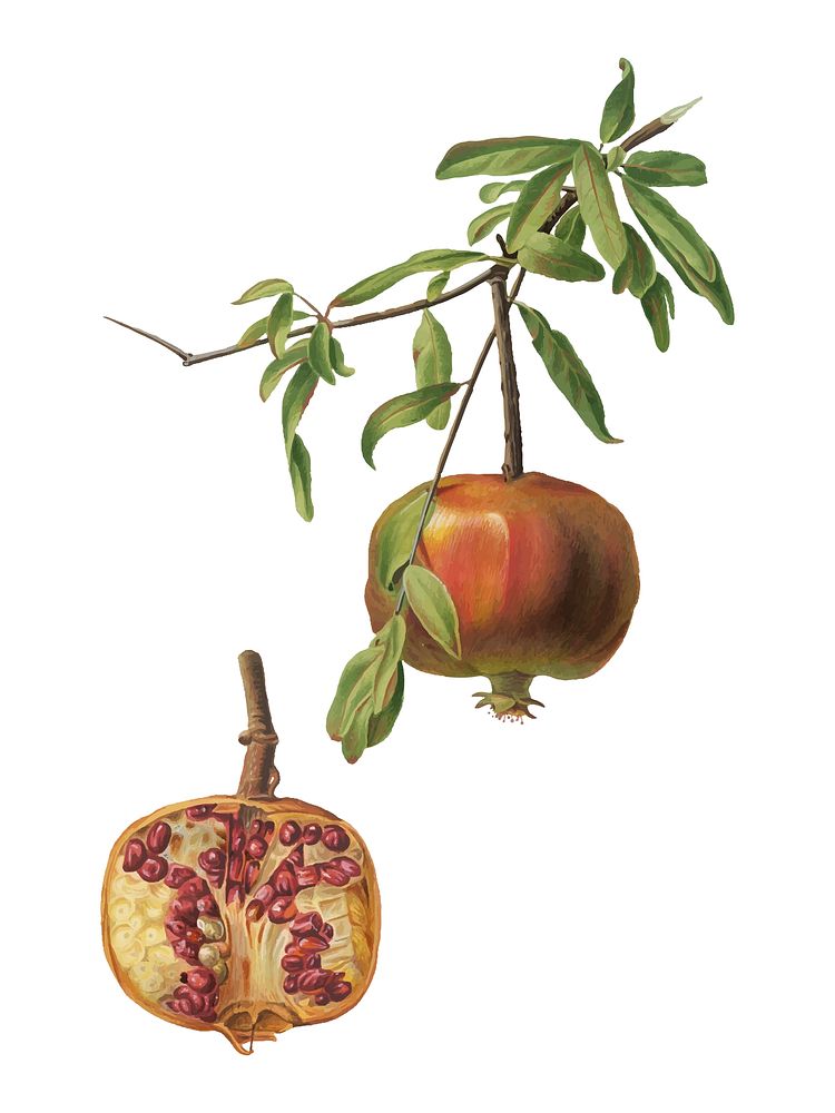 Pomegranate from Pomona Italiana (1817-1839) by Giorgio Gallesio (1772-1839). Original from New York public library.…