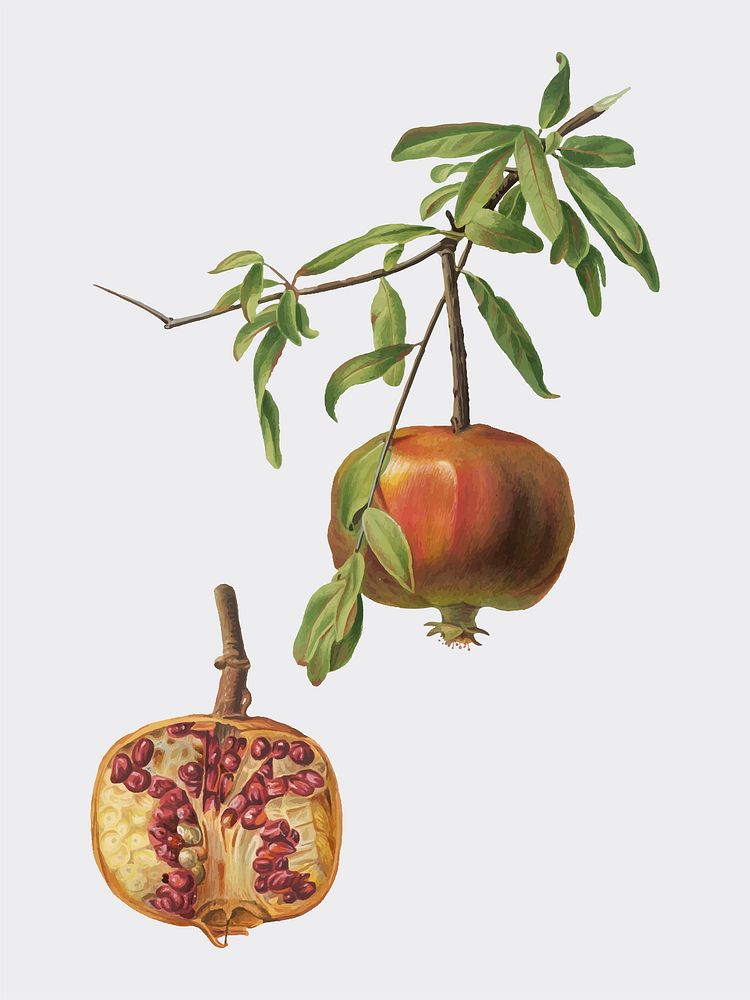 Pomegranate from Pomona Italiana illustration