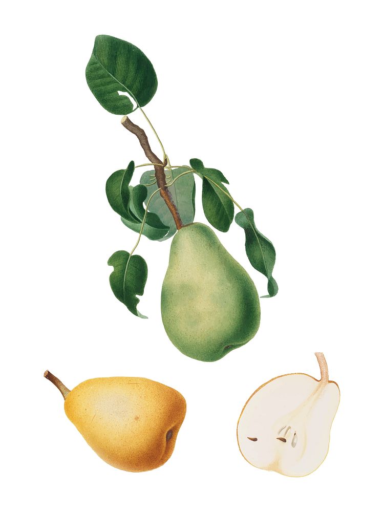 Winter citron from Pomona Italiana (1817-1839) by Giorgio Gallesio (1772-1839). Original from New York public library.…